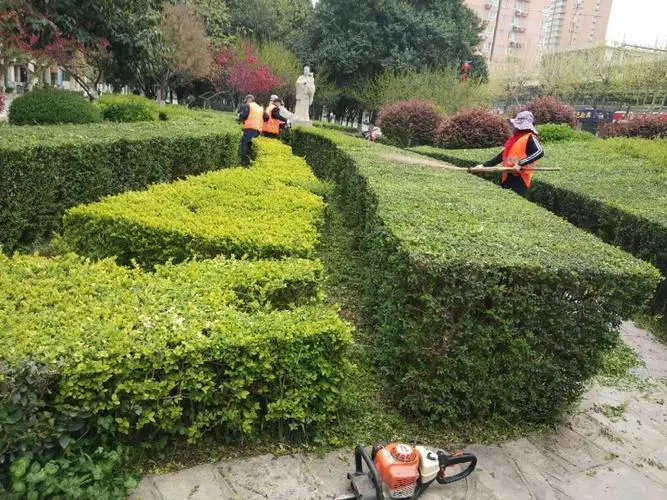 枣阳常州绿化树苗批发市场