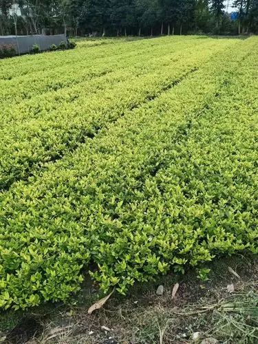 内江城市道路绿化养护成本